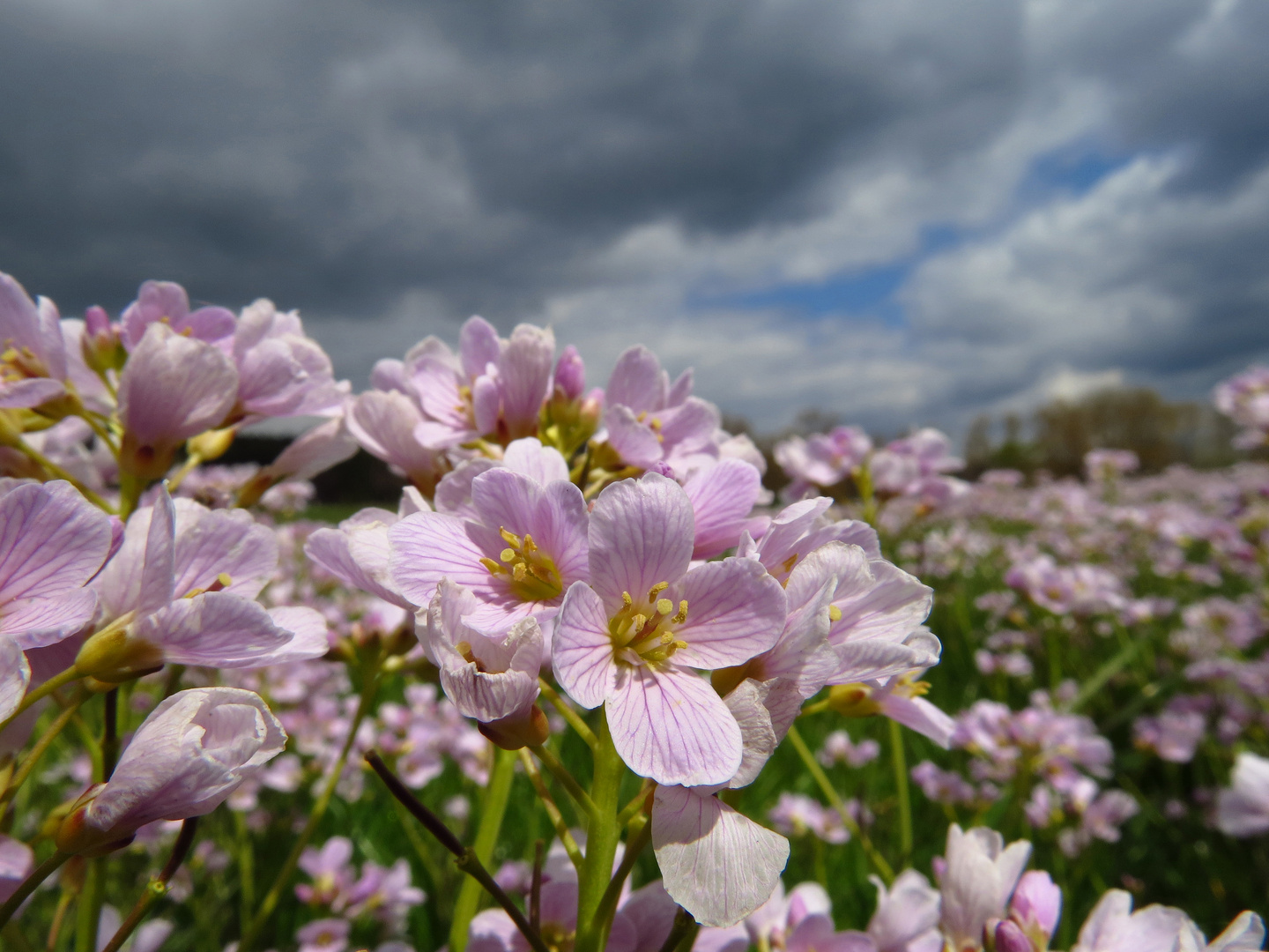 Blühendes Wiesenschaumkraut vor dunklen Regenwolken bei Sundern-Hellefeld, Hochsauerlandkreis