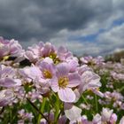 Blühendes Wiesenschaumkraut vor dunklen Regenwolken bei Sundern-Hellefeld, Hochsauerlandkreis