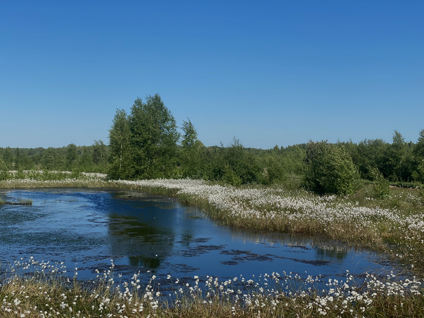 blühendes Wollgras im Himmelmoor