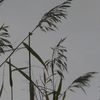 Blühfeldt