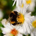 Blühpfanzenbesucher, visitor of flower, visitante de flores