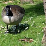 Blühpflanzen Besuch