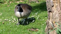 Blühpflanzen Besuch