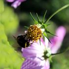 Blühpflanzen Besucher