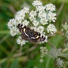 Blühpflanzen mit Besuch - Falter beim Naschen