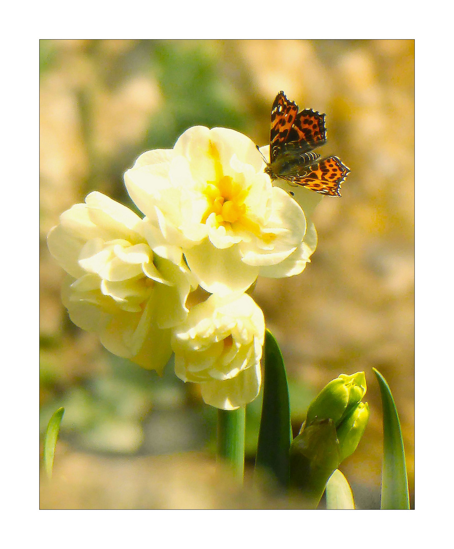 Blühpflanzenbesucher 23.04.22