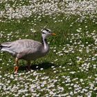 Blühpflanzenbesucher