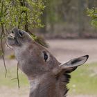 Blühpflanzenbesucher