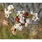 Blühpflanzenbesucher am 17.09.21