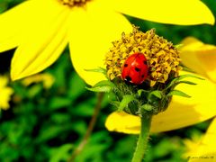 Blühpflanzenbesucher am Samstag