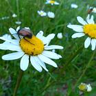 Blühpflanzenbesucher am Samstag