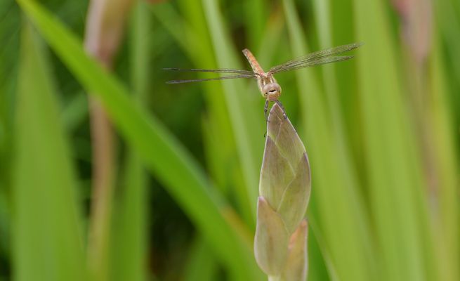 Blühpflanzenbesucher am Samstag