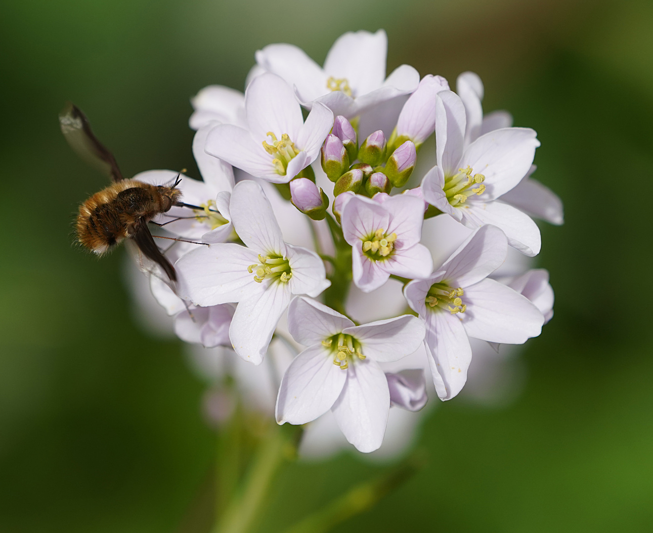 Blühpflanzenbesucher am Wiesenschaumkraut