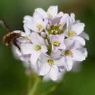 Blühpflanzenbesucher am Wiesenschaumkraut