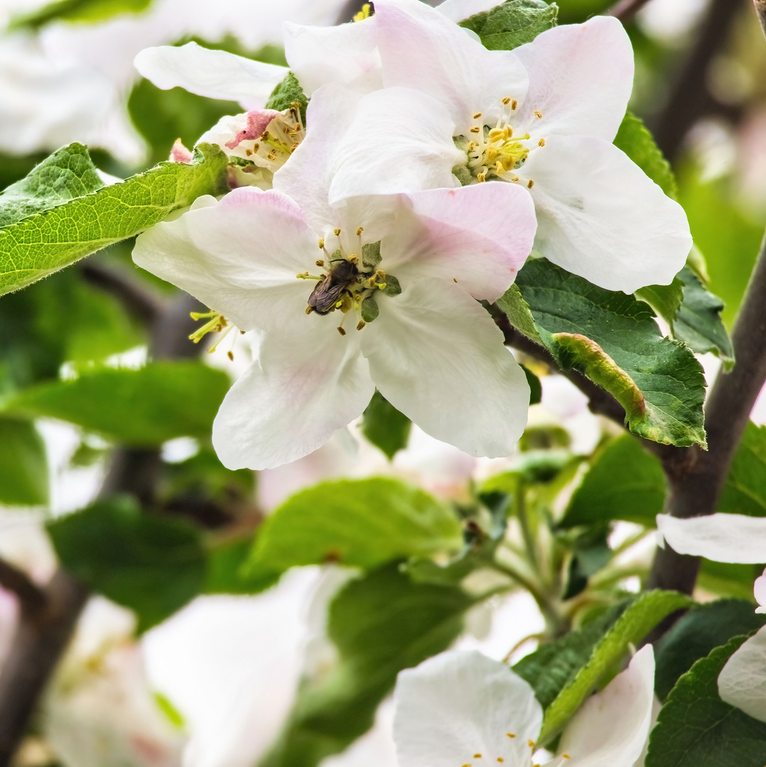 Blühpflanzenbesucher - Apfelblüte mit Fliege