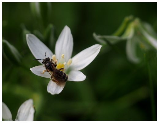 Blühpflanzenbesucher