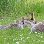 Blühpflanzenbesucher bei der Mittagsruhe