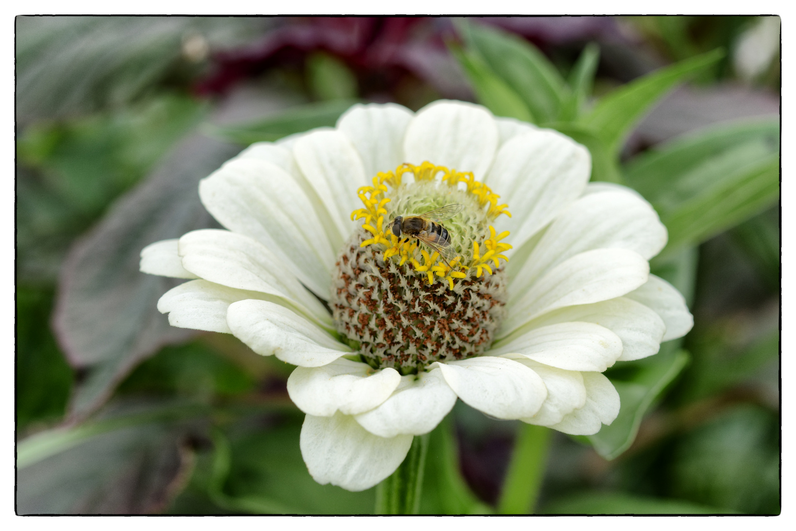 Blühpflanzenbesucher - Blüte mit Biene