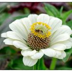 Blühpflanzenbesucher - Blüte mit Biene