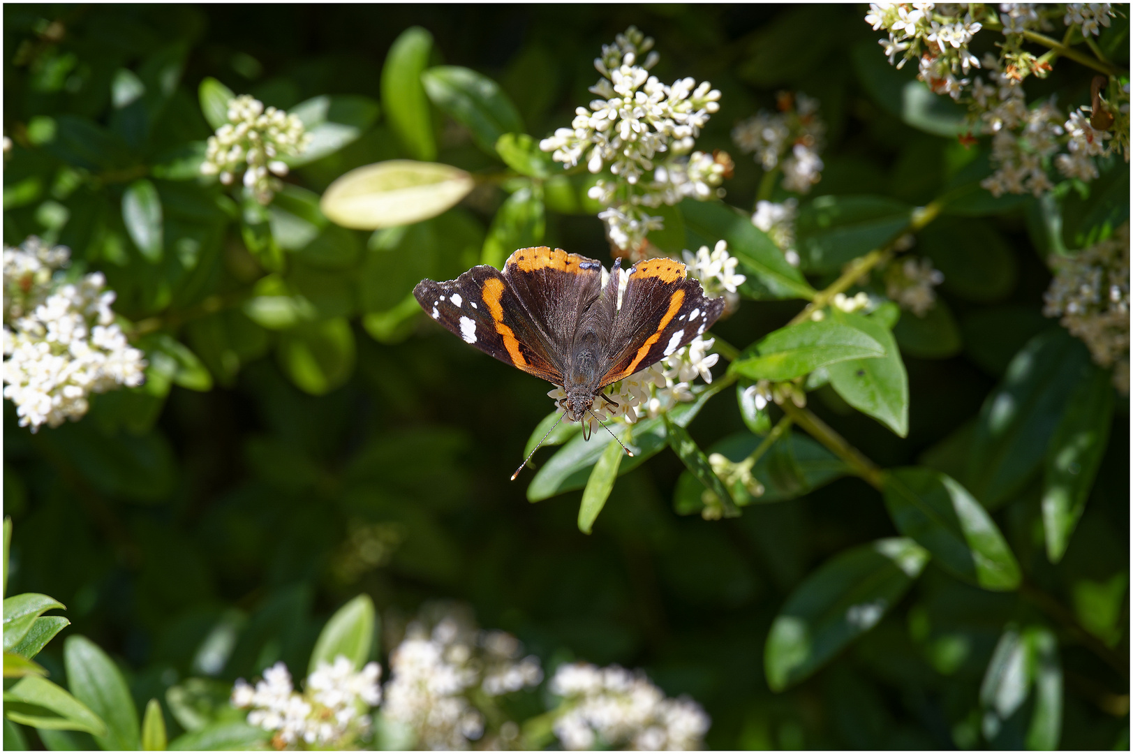 Blühpflanzenbesucher - Blüte mit Falter