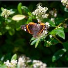 Blühpflanzenbesucher - Blüte mit Falter