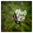 Blühpflanzenbesucher - Blüte mit Falter