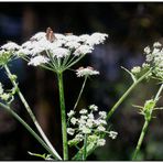 Blühpflanzenbesucher - Blüte mit Falter & Co