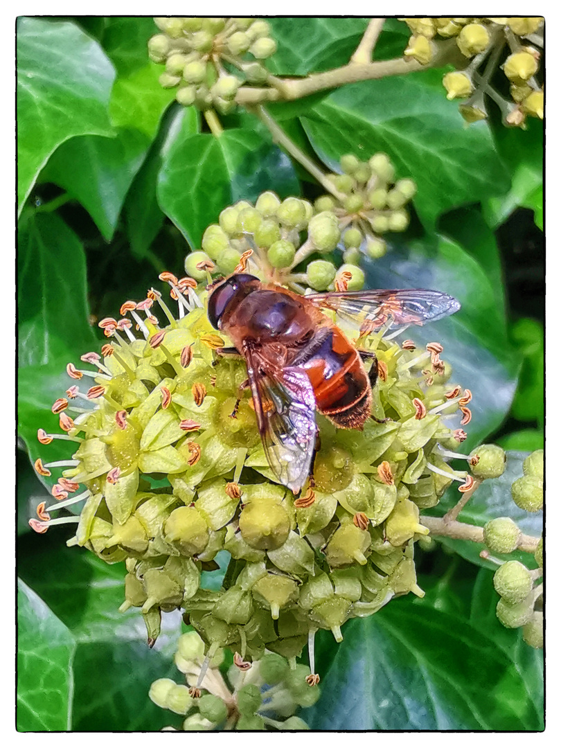 Blühpflanzenbesucher - Blüte mit Schwebefliege