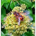 Blühpflanzenbesucher - Blüte mit Schwebefliege