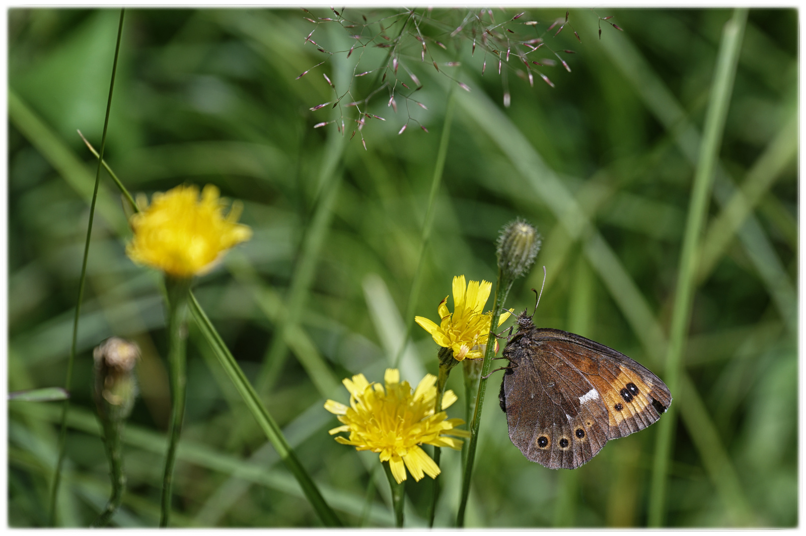 Blühpflanzenbesucher - Blüten mit Falter