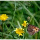 Blühpflanzenbesucher - Blüten mit Falter