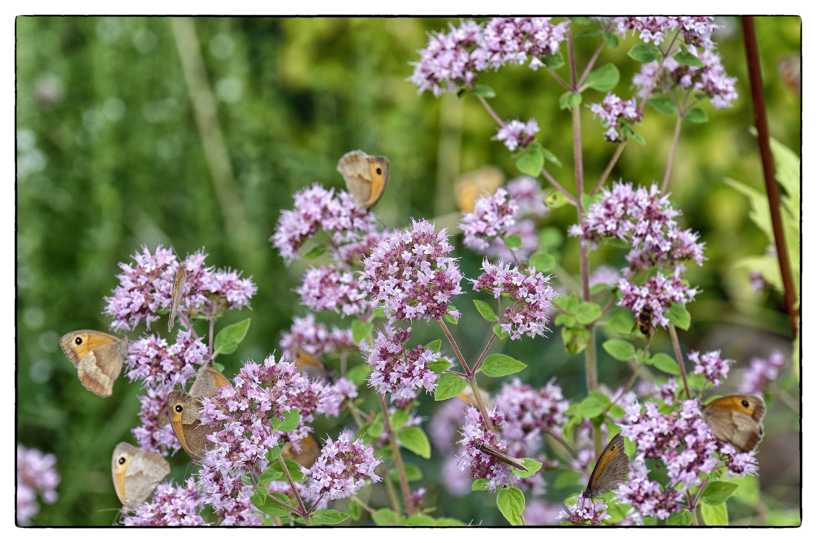 Blühpflanzenbesucher - Blüten mit Faltern