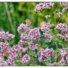 Blühpflanzenbesucher - Blüten mit Faltern