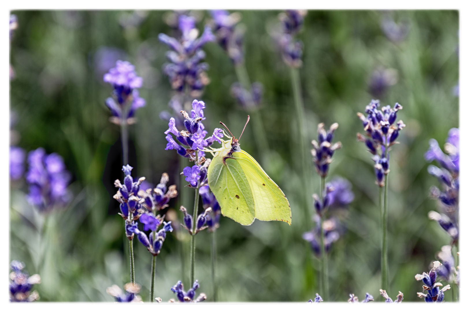 Blühpflanzenbesucher - Blüten mit gelbem Falter