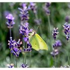 Blühpflanzenbesucher - Blüten mit gelbem Falter