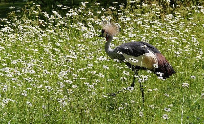 Blühpflanzenbesucher