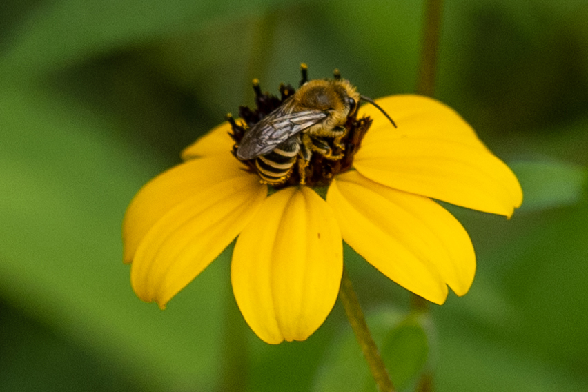 Blühpflanzenbesucher - DSC_0700