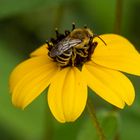 Blühpflanzenbesucher - DSC_0700