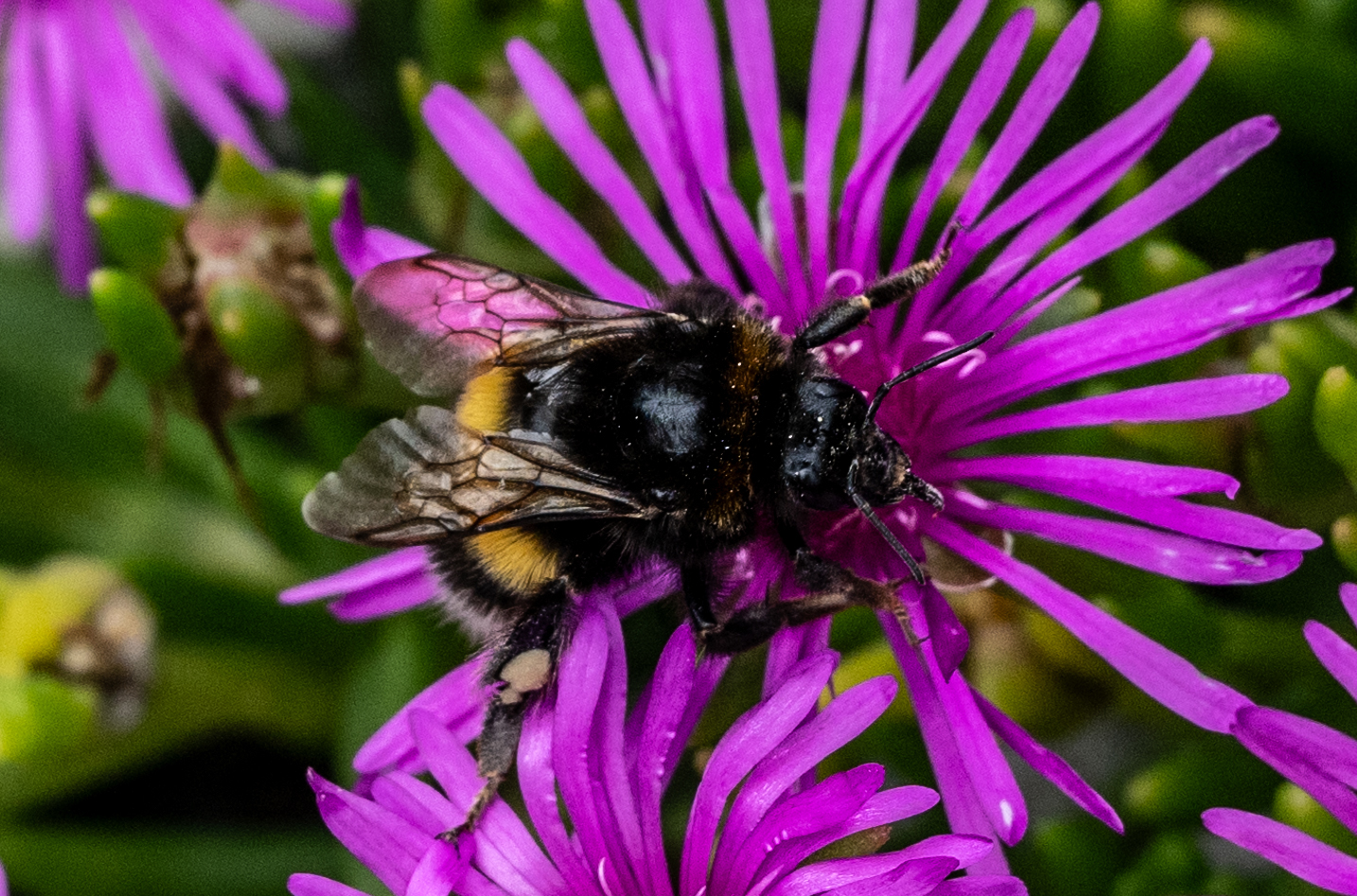 Blühpflanzenbesucher - DSC_0736