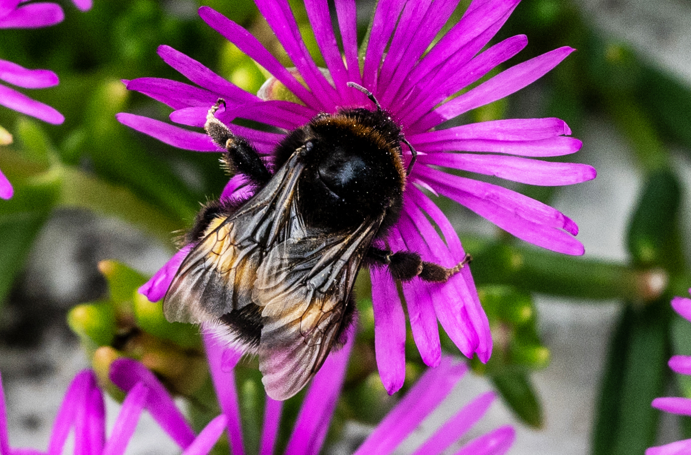 Blühpflanzenbesucher - DSC_0740