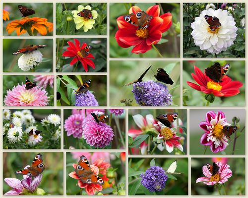 Blühpflanzenbesucher