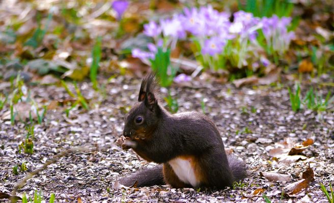 Blühpflanzenbesucher