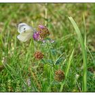 Blühpflanzenbesucher - Falter auf einer Kleeblüte