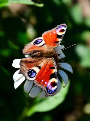 Blühpflanzenbesucher, flower visitors, visitante de flores 