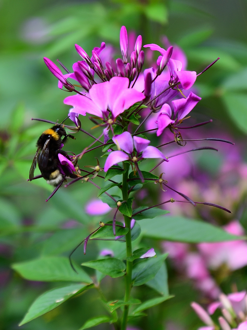 Blühpflanzenbesucher, flower visitors, visitante de flores 