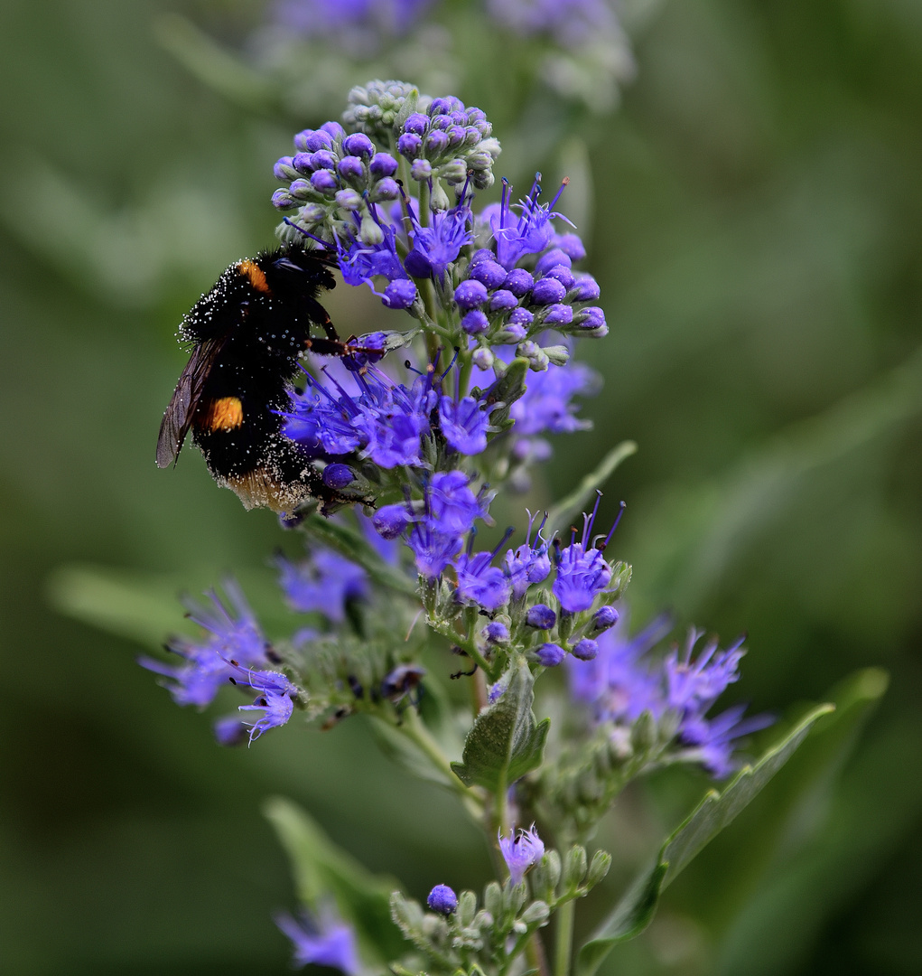 Blühpflanzenbesucher, flower visitors, visitantes de flores!