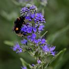 Blühpflanzenbesucher, flower visitors, visitantes de flores!