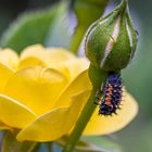 Blühpflanzenbesucher / Flowering plant visitors