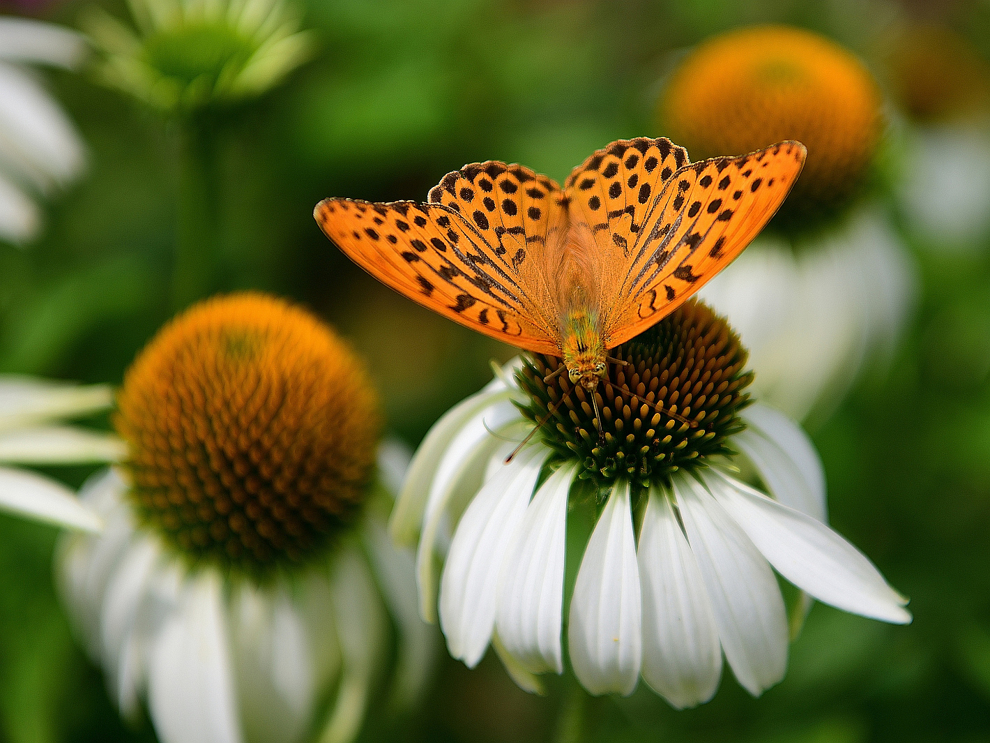 Blühpflanzenbesucher,  flowering plant visitors, visitantes de flores, 