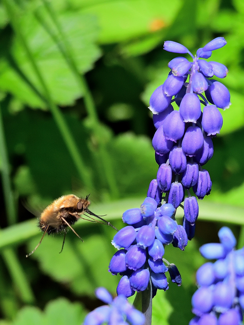 Blühpflanzenbesucher, flowering plant visitors, visitantes de flores